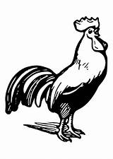Hahn Malvorlage Rooster sketch template