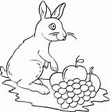 Coloring Grape Pages Rabbit Supercoloring Grapes Color Printable sketch template