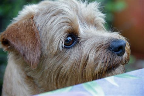 norfolk terrier information dog breeds  thepetowners