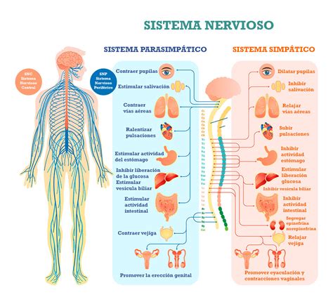 el sistema nervioso autonomo organizacion  funciones saluteca