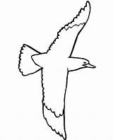 Coloring Seagull Swallow Tailed Flying Designlooter Color Clipartmag Drawing 745px 48kb sketch template