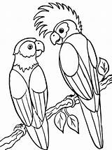 Papegaai Kleurplaat Papagei Papegaaien Malvorlage Papageien Ausmalbild Stemmen sketch template