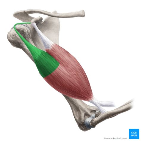 biceps brachii muscle anatomy definition function kenhub
