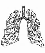 Lung Organ Bronchial Sketch sketch template