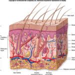 la peau sixieme systeme delimination du corps centre chiropratique