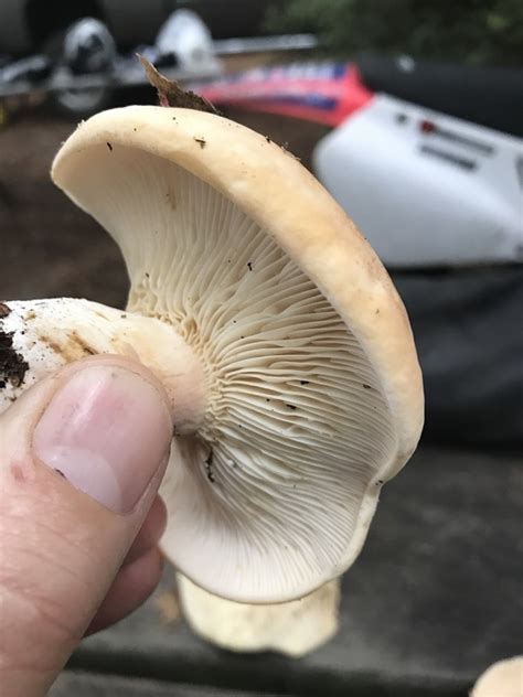 Help Id Lactarius Identifying Mushrooms Wild Mushroom Hunting