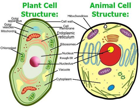 differences  plant cell  animal cell cbse class notes  classnotes
