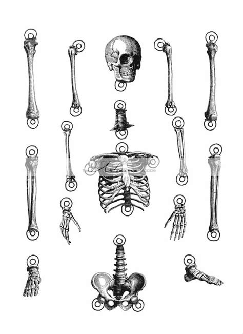 digital  printable skeleton cut  illustration