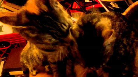 Two Kitties Lick Each Other At The Same Time Youtube