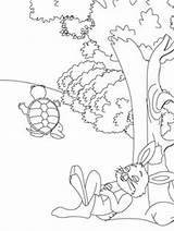 Tortuga Liebre Coloring Dibujos Cuentos Fabulas Tortoise Esopo Dibu Hare sketch template