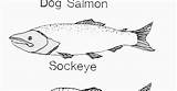 Salmon Coloring Pages sketch template