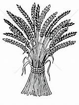 Getreide Grano Malvorlage Wheat Ausmalen Colorare Malvorlagen Harvest sketch template
