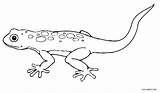 Coloring Pages Lizard Printable Kids Cool2bkids sketch template