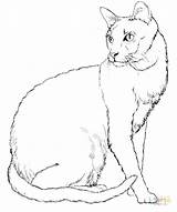 Cat Coloring Pages Realistic Printable Color Getdrawings sketch template