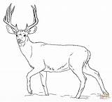 Deer Coloring Pages Antler Getcolorings Color Printable sketch template