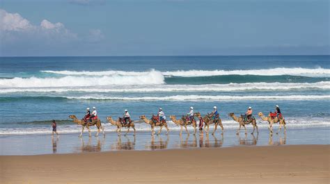 oakfield ranch camel rides anna bay stay port stephens