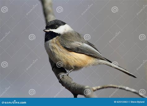 carolina chickadee   branch stock image image  songbird avian