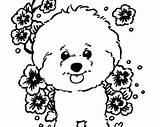 Bichon Coloring Frise Pages Dog Color Getdrawings Printable Getcolorings sketch template