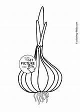 Onions Vegetable sketch template