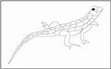 Coloring Reptiles Lizard Tracing Pages Mathworksheets4kids sketch template