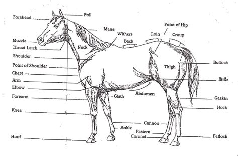 horse diagram horse anatomy horses horse care