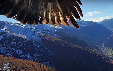 eagles    drone eagles win video film  photo earth touch news