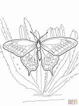 Coloring Butterfly Swallowtail Pages Drawing Drawings Printable sketch template