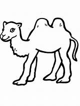 Camel Camels Unta sketch template