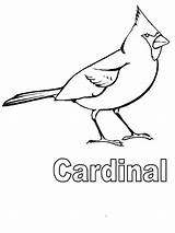 Coloring Cardinals Pages Cardinal St Louis Flying Baseball Blues Drawing Line Football Getcolorings Printable Bird Getdrawings Color sketch template