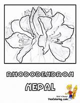 Coloring Nepal Designlooter Rhododendron Yes Flower National 1200px 23kb sketch template