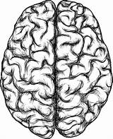 Gehirn Cerebro Bleistiftzeichnung Desenhos sketch template