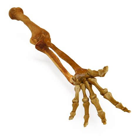 human arm bones  model  renderbot llc