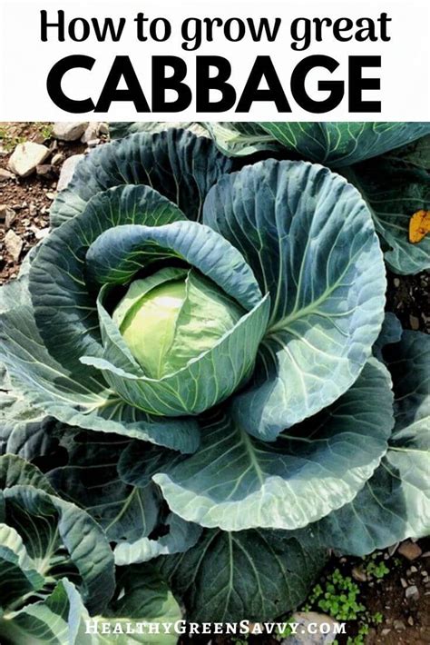 grow cabbage  youd   healthygreensavvy