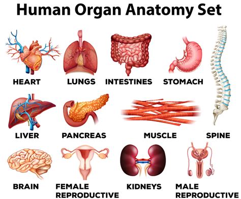 ⛔ Organ Level Of Organization Levels Of Organization And Organ Systems
