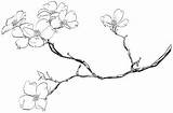 Dogwood Drawing Tattoo Flower Tree Drawings Branch Flowers Branches Coloring Pages Blossom Painting Sketch Getdrawings Tattoos sketch template