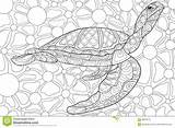 Turtle Coloring Adult Illustration Zen Style sketch template