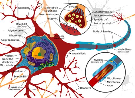 How Brain Cells Work Learnodo Newtonic