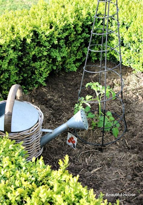 pin  viola hays  grow tomatoes indoors growing organic tomatoes