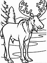 Moose Coloring Pages Getdrawings sketch template
