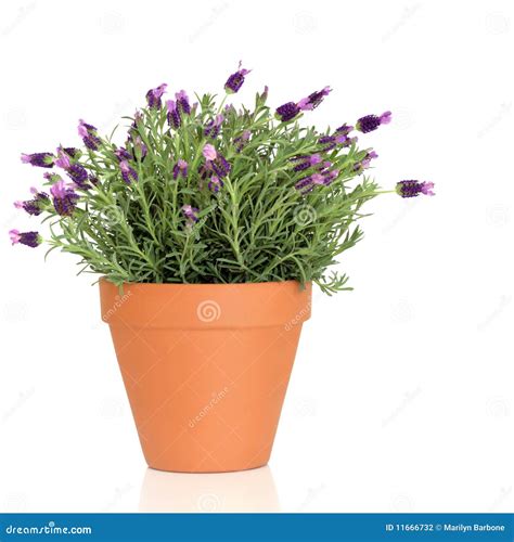 lavender herb plant stock photo image  alternative