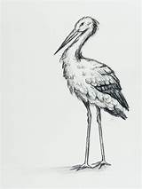 Stork sketch template