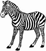 Zebra Coloring Pages Animals Safari African Clipart Print Popular Gif Library Standing sketch template