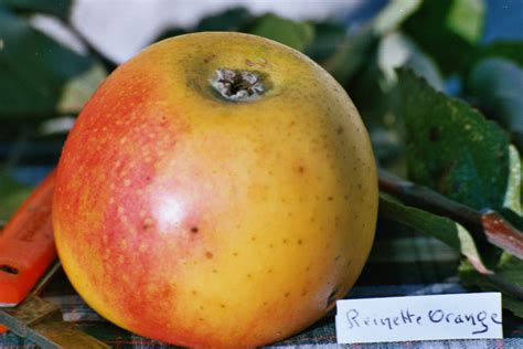 pomme orange varietes locales