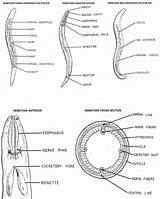 Nematode Figure Parasitology Typical Groups Nematodes Larval sketch template