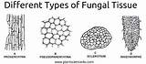 Fungal Fungi Different Types Tissue Mycelium Introduction Plantlet sketch template