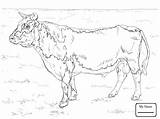 Angus Cow Bull Drawing Coloring Cattle Pages Getdrawings Mammals sketch template