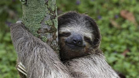 grinning sloth    top reddit wallpapers pinterest
