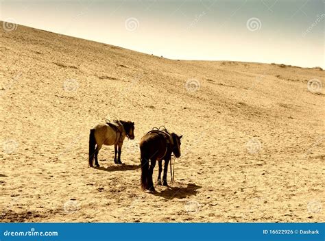 horse   desert stock photo image  livestock dune