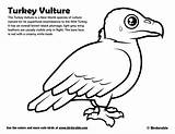 Vulture Turkey Aquarium sketch template