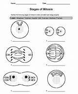 Mitosis Worksheets Science Worksheet Cell Cells Printable Microscope Pages Number Cellular Introduction Observing sketch template
